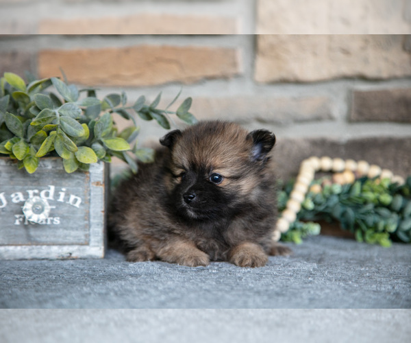 Medium Photo #3 Pomeranian Puppy For Sale in SHIPSHEWANA, IN, USA