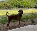 Small #7 American Pit Bull Terrier Mix