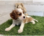 Small Photo #2 Cavalier King Charles Spaniel Puppy For Sale in SPRINGFIELD, MO, USA