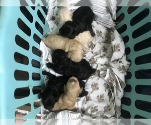 Cockapoo Puppy for sale in YADKINVILLE, NC, USA