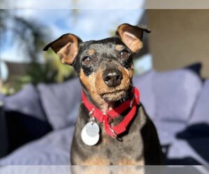 Miniature Pinscher-Unknown Mix Dogs for adoption in  Ramona, CA, USA