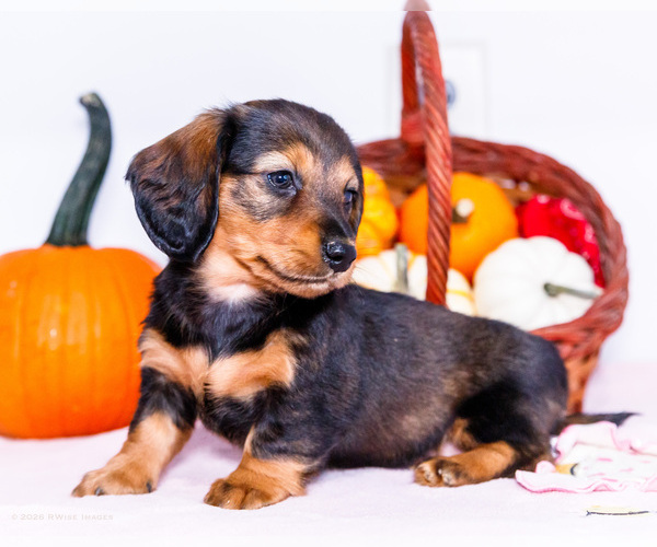 Medium Photo #5 Dachshund Puppy For Sale in WAKARUSA, IN, USA