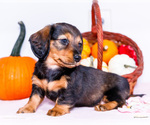 Small Photo #10 Dachshund Puppy For Sale in WAKARUSA, IN, USA