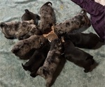 Small Photo #1 Pug Puppy For Sale in BLOOMINGTON, IL, USA