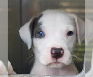Mutt Dogs for adoption in San Antonio, TX, USA