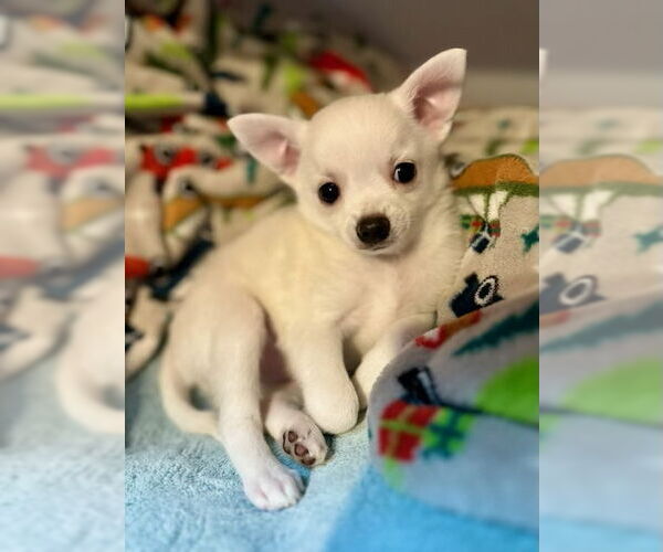 Medium Photo #3 Chihuahua-Unknown Mix Puppy For Sale in Spring Lake, NJ, USA