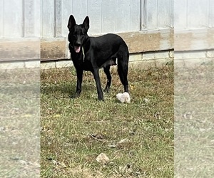 Mother of the German Shepherd Dog puppies born on 09/08/2025