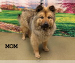 Small #3 Chow Chow Mix