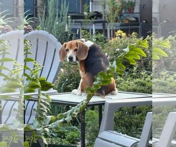Medium Photo #9 Beagle Puppy For Sale in Dunnellon, FL, USA