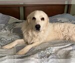Small Photo #1 Great Pyrenees Puppy For Sale in Denver , CO, USA