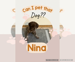 Puppy Nina German Shorthaired Pointer