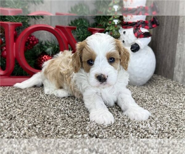 Medium Photo #1 Cavapoo (Miniature) Puppy For Sale in SAN FRANCISCO, CA, USA