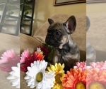 Small Photo #1 French Bulldog Puppy For Sale in FRUITVALE, CO, USA