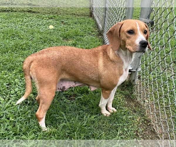 Medium Photo #6 Beagle-Unknown Mix Puppy For Sale in Dunnellon, FL, USA
