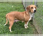Small #5 Beagle Mix