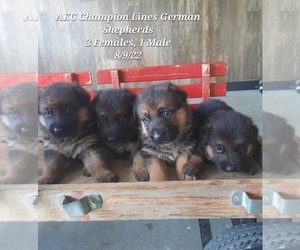 German Shepherd Dog Puppy for sale in SHIPSHEWANA, IN, USA