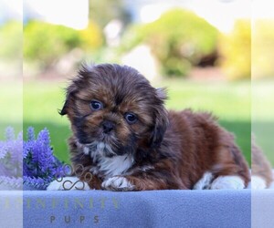 Shih Tzu Puppy for sale in GORDONVILLE, PA, USA