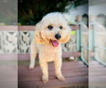 Small #1 Poodle (Miniature)