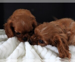 Cavalier King Charles Spaniel Puppy for sale in CARLISLE, KY, USA