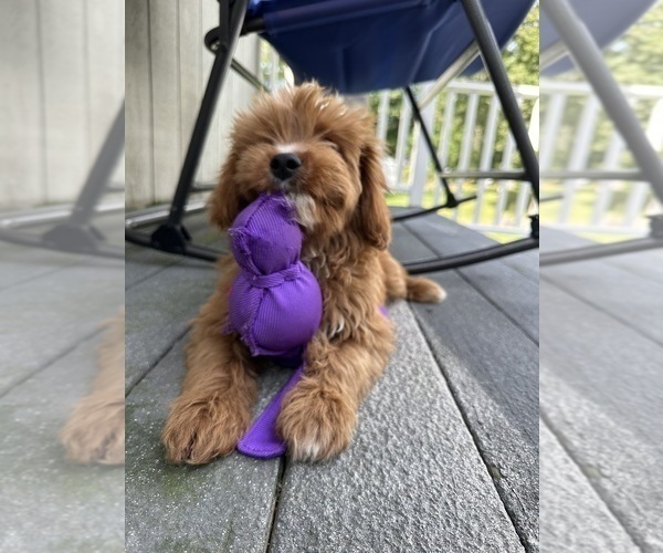 Medium Photo #3 Cavapoo Puppy For Sale in REHOBOTH, MA, USA