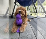 Small #2 Cavapoo