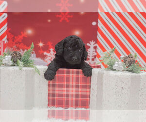 Medium Labradoodle mix (+ Poodle Standard)