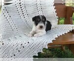 Small Photo #5 Schnauzer (Miniature) Puppy For Sale in NIANGUA, MO, USA