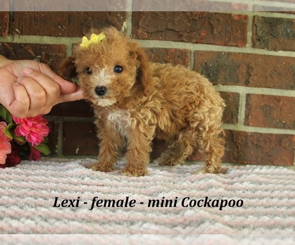 Medium Photo #2 Cockapoo (Miniature) Puppy For Sale in CLARKRANGE, TN, USA