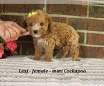 Small #1 Cockapoo (Miniature)