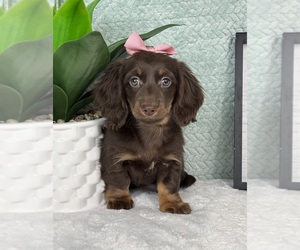Dachshund Puppy for sale in FRANKLIN, IN, USA