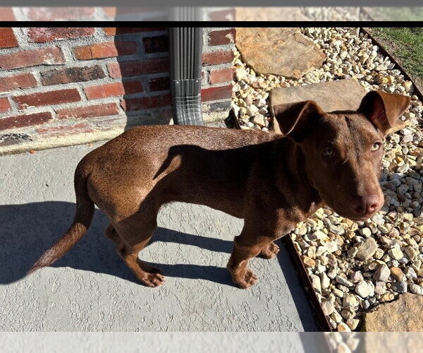 Medium Photo #2 Labrador Retriever-Unknown Mix Puppy For Sale in Canton, CT, USA