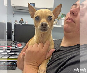 Chihuahua-Unknown Mix Dogs for adoption in Washington, DC, USA