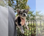 Small #8 French Bulldog