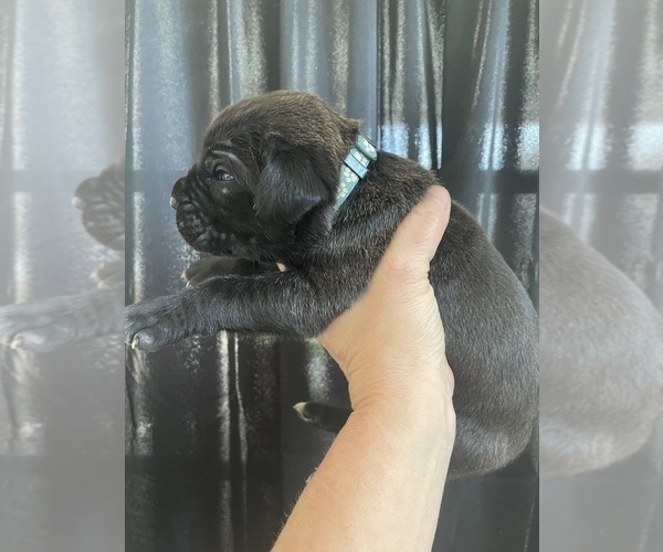 Medium Photo #4 Cane Corso Puppy For Sale in BAKERSFIELD, CA, USA