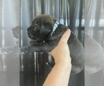 Small Photo #4 Cane Corso Puppy For Sale in BAKERSFIELD, CA, USA
