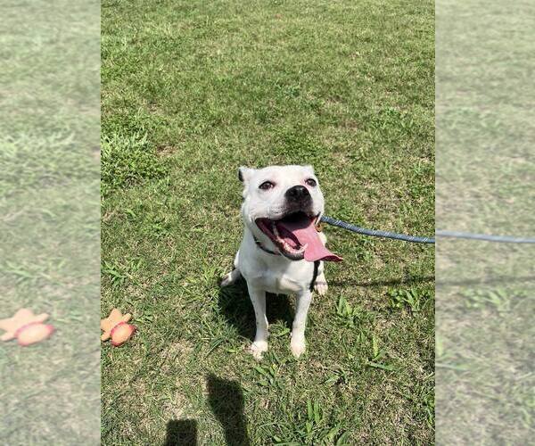 Medium Photo #1 Mutt Puppy For Sale in Abbeville, LA, USA