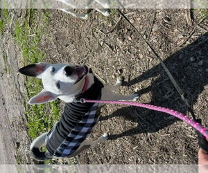 Mollie - Female Siberian Husky-Unknown Mix Dog for Adoption - Photo #3