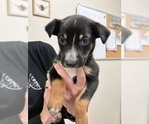 Rat Terrier-Unknown Mix Dogs for adoption in Pasadena, TX, USA