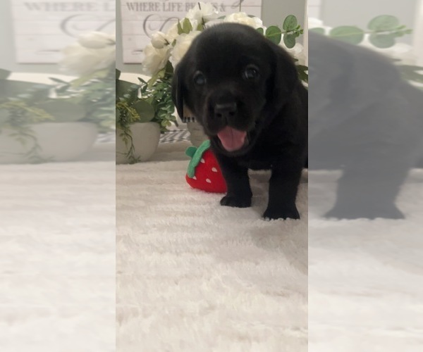 Medium Photo #6 Labrador Retriever Puppy For Sale in BRYANTOWN, MD, USA