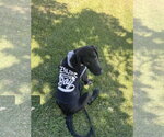 Small Photo #6 Labrador Retriever-Unknown Mix Puppy For Sale in Sandy, UT, USA