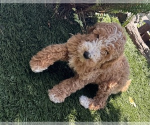 Goldendoodle Puppy for sale in LOS ANGELES, CA, USA
