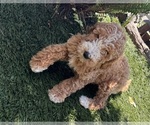 Small Goldendoodle