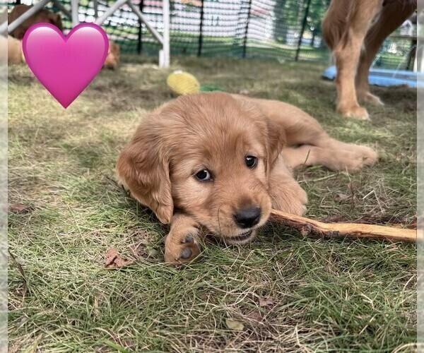 Medium Photo #8 Golden Retriever Puppy For Sale in CHIPPEWA FALLS, WI, USA