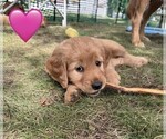 Litter of 10 - Male(s) and Female(s) Golden RetrieverLitter of Puppies for Sale - Photo #8