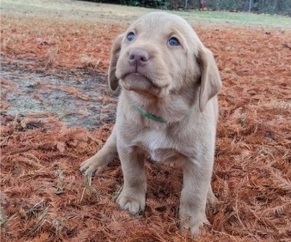 Medium Photo #3 Labrador Retriever Puppy For Sale in HIGDON, AL, USA