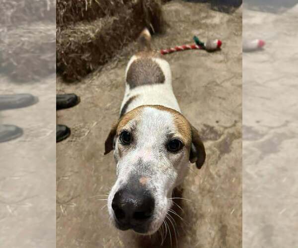 Medium Photo #2 Mutt Puppy For Sale in Abbeville, LA, USA