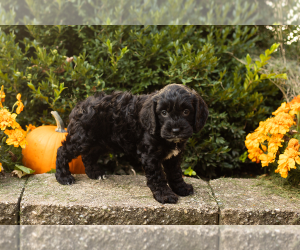 Medium Photo #23 Cocker Spaniel-Poodle (Miniature) Mix Puppy For Sale in NAPPANEE, IN, USA