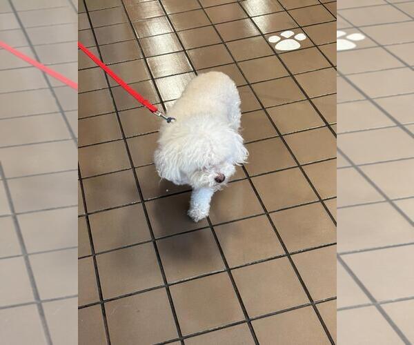 Medium Photo #1 Maltipoo (Miniature) Puppy For Sale in Burbank, CA, USA