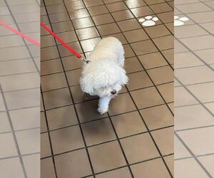 Maltipoo (Miniature) Dog for Adoption in Burbank, California USA