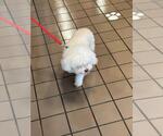 Small Maltipoo (Miniature)